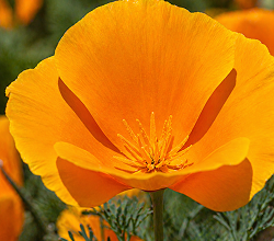 Papavero della California
