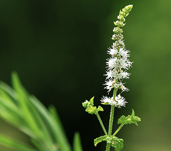 Cimicifuga racemosa
