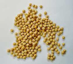 Spermidina