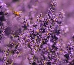 Estratto di Lavanda