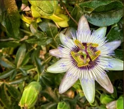 Estratto di Passiflora: