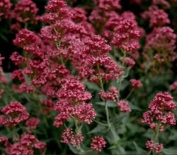 Estratto di Valeriana: